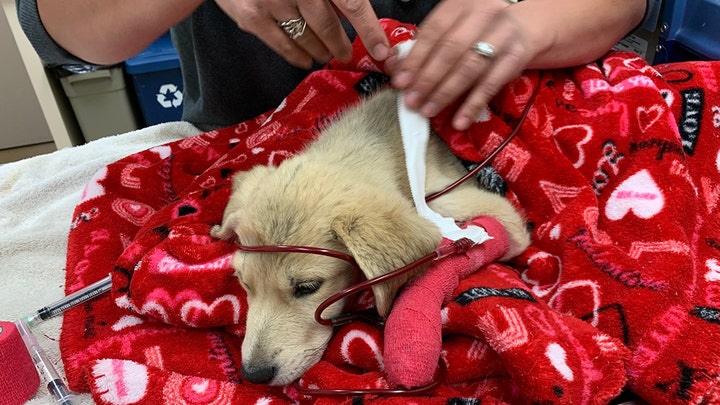 Fox News Flash top headlines for June 26