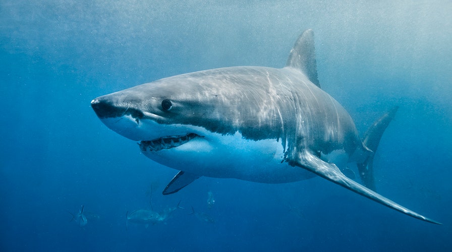 A 9-foot long great white shark, with his own Twitter account and over 2,300 followers was tracked off the Delmarva Coast in the Atlantic Ocean.