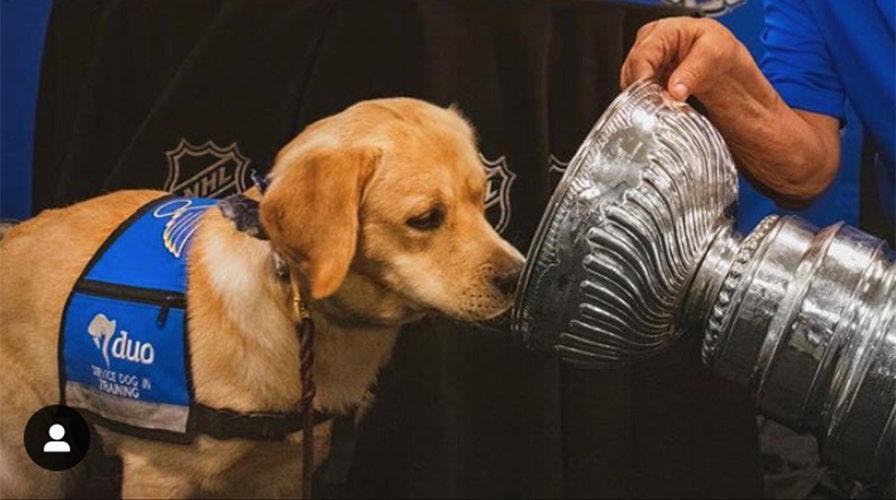 St. Louis Blues team puppy eats dinner of champions out of