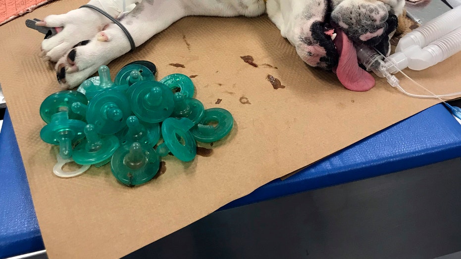 Dog store eats pacifiers