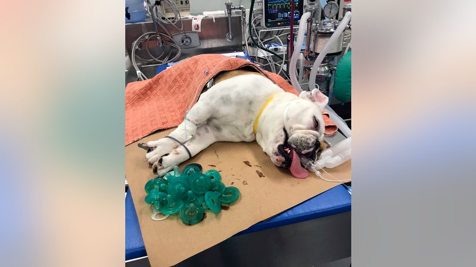 bulldog swallows pacifiers