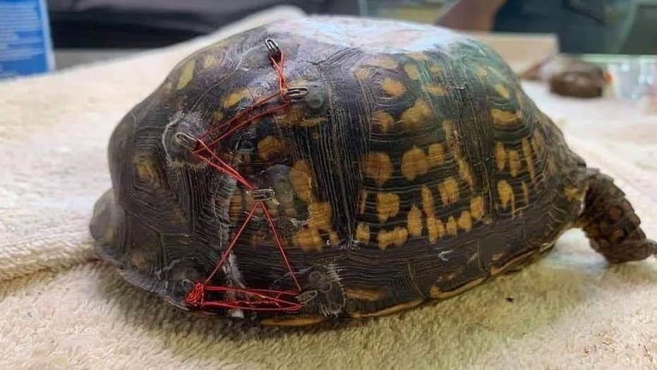 Twice Turtle Live Twice Turtle Live