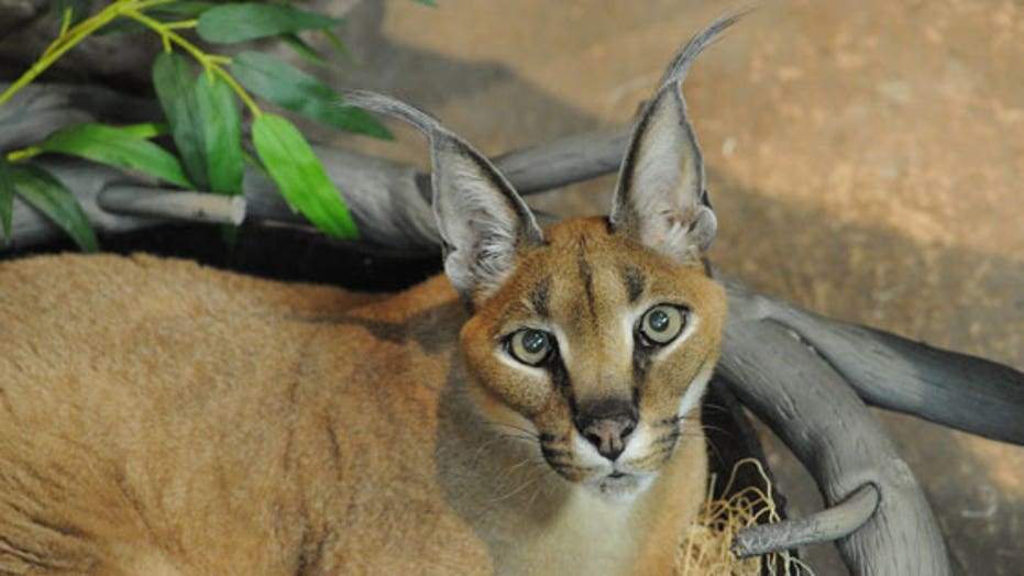 exotic cat caracal