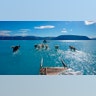Sled dogs make their way with their paws in melted ice water in northwest Greenland, June 15, 2019. 