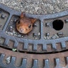 A squirrel is stuck in a manhole cover in Dortmund, Germany, June 22, 2019. 