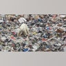 A stray polar bear is seen on a garbage dump at the industrial city of Norilsk, Russia, June 18, 2019. 