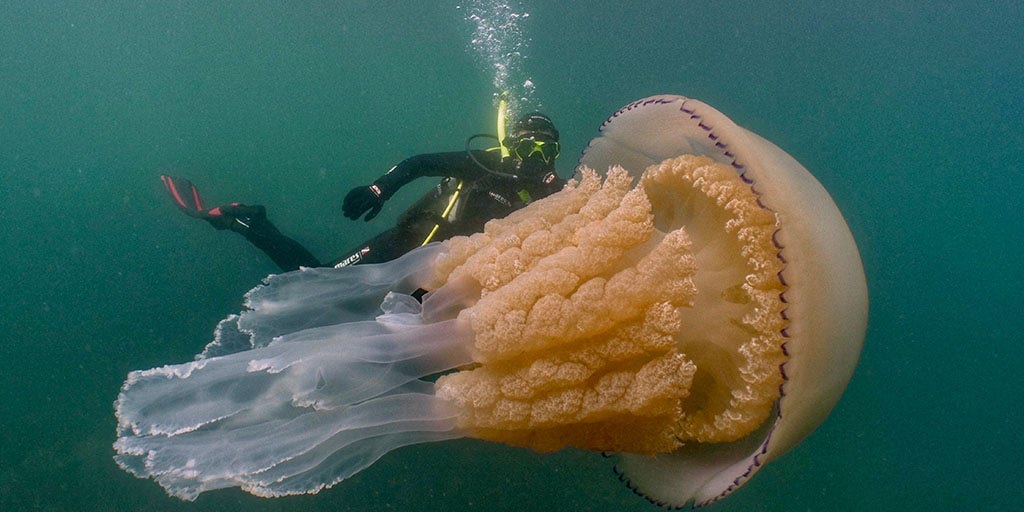 Human-sized jellyfish lurking off English coast stuns divers