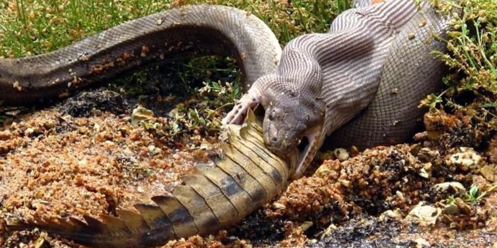 Crocodile, Python, Lion & More: Turkish Millionaire Shows-off His  Incredible Collection of Dangerous Pets (Photos)