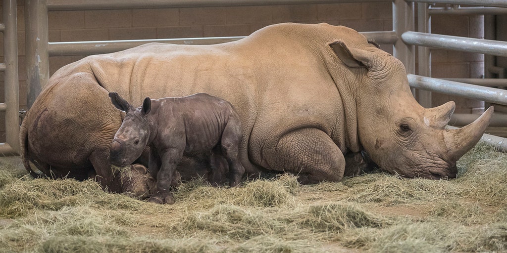 Rescue Of Critically Endangered Sumatran Rhino - International