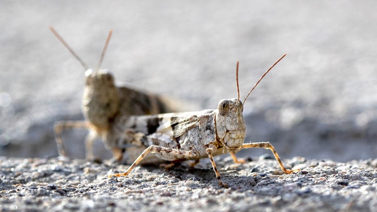 This Thursday, July 25, 2019, photo shows grasshoppers on a sidewalk outside the Las Vegas Sun offices in Henderson, Nev. A migration of mild-mannered grasshoppers sweeping through the Las Vegas area is being attributed to wet weather several months ago.