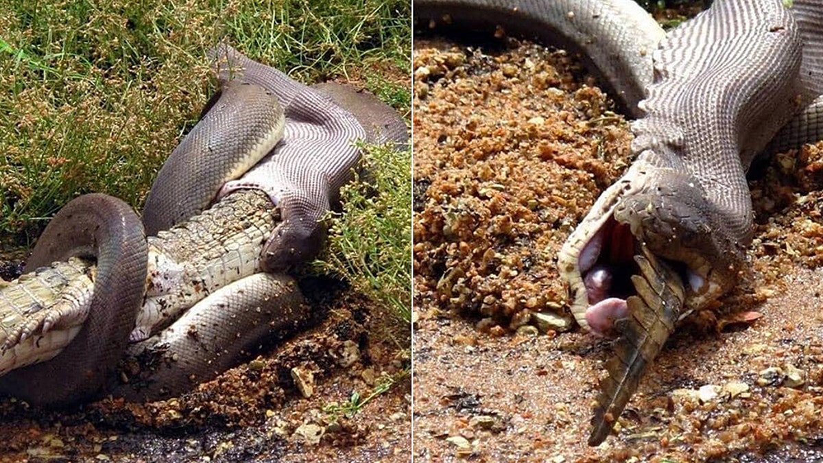 (Credit: GG Wildlife Rescue)