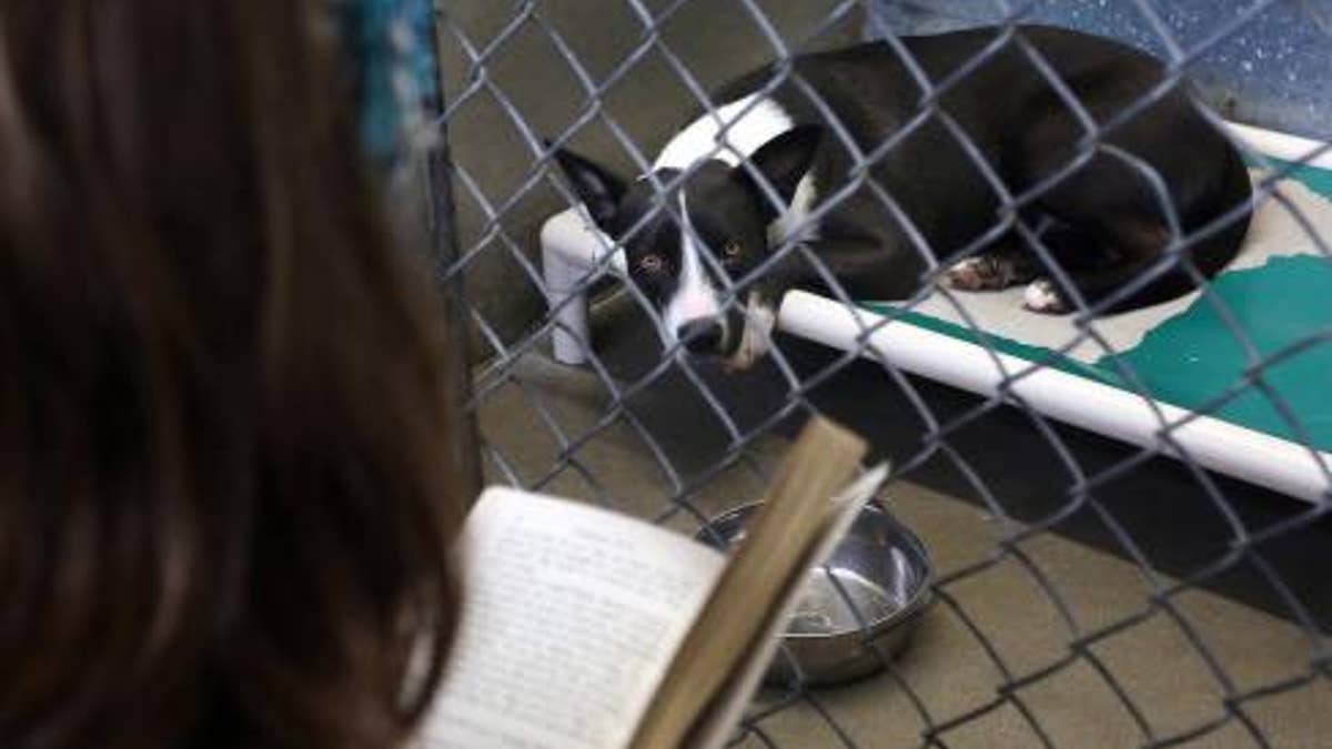 Inmates in Brevard County, Fla., will read to shelters dogs, feed them and overall comfort them during Fourth of July celebrations on Thursday.