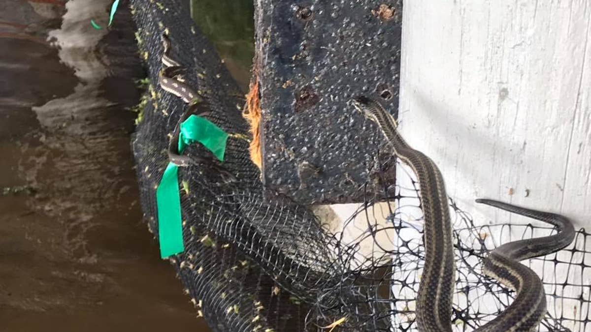 Several snakes that fire crews have come across in floodwaters from Tropical Storm Barry.