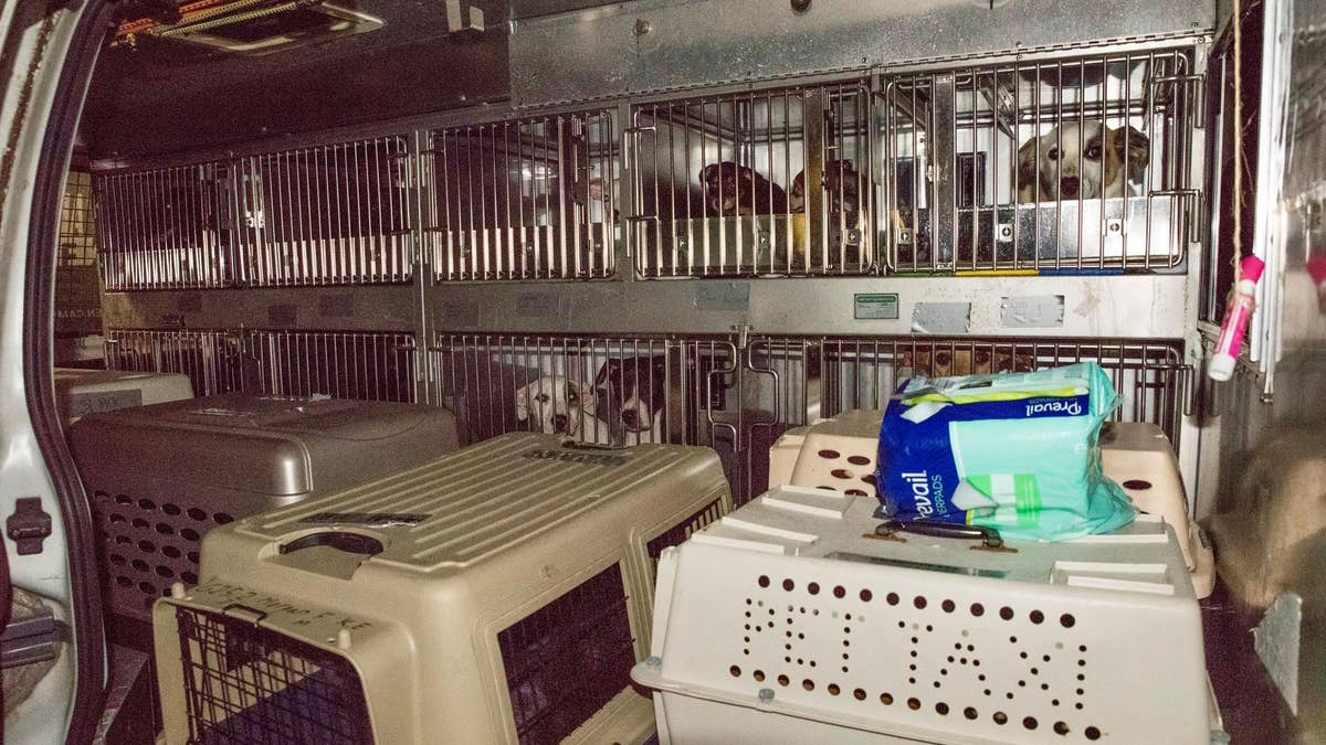 The D.C. based Humane Rescue Alliance teamed up with St. Hubert's Animal Welfare Center in New Jersey to rescue the animals from two Louisiana shelters, St Landry Animal Care and Control and St. Martin Animal Shelter, which are located in the path of the storm.