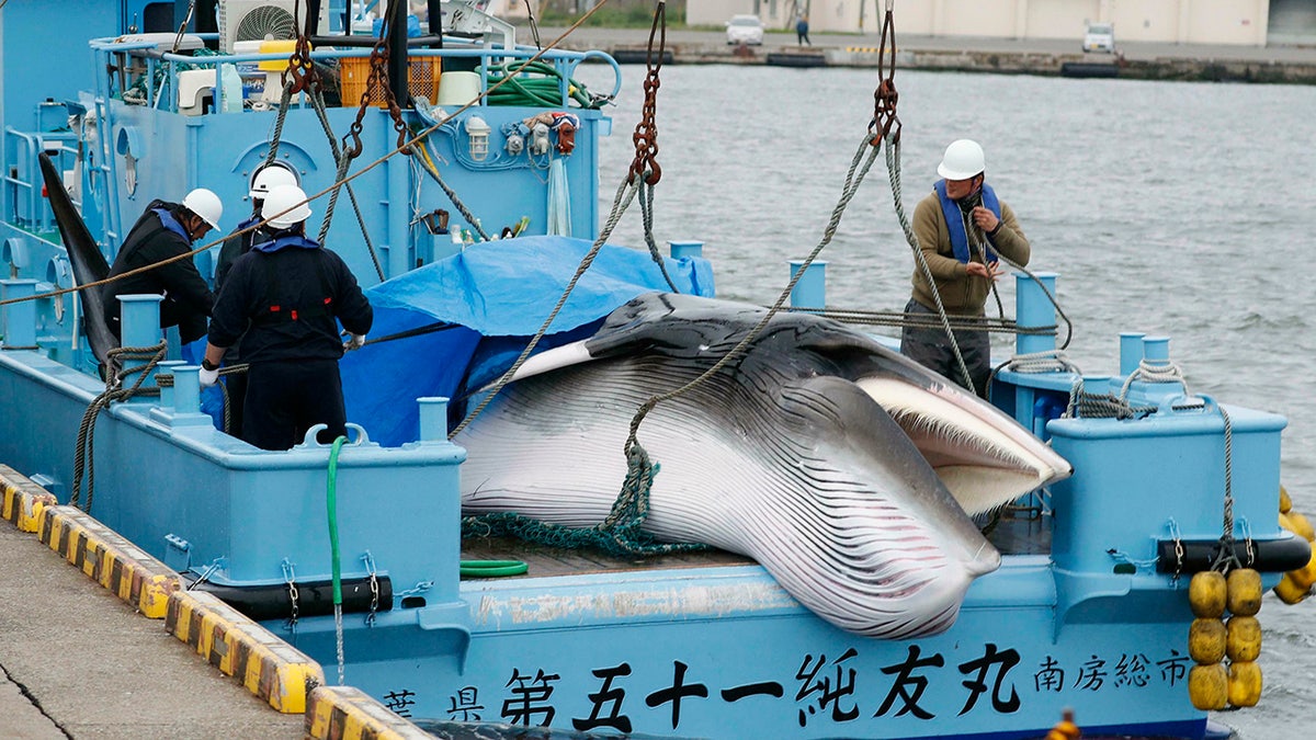 A whale is unloaded at a port in Kushiro, in the northernmost main island of Hokkaido, Monday, July 1, 2019. Japan is resuming commercial whaling after 31 years, meeting a long-cherished goal seen as a largely lost cause. Japan's six-month notice to withdraw from the International Whaling Commission took effect Sunday. (Masanori Takei/Kyodo News via AP)