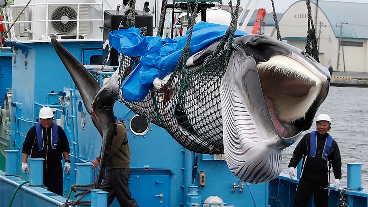 A whale is unloaded at a port in Kushiro, in the northernmost main island of Hokkaido, Monday, July 1, 2019. Japan is resuming commercial whaling after 31 years, meeting a long-cherished goal seen as a largely lost cause. Japan's six-month notice to withdraw from the International Whaling Commission took effect Sunday. (Masanori Takei/Kyodo News via AP)