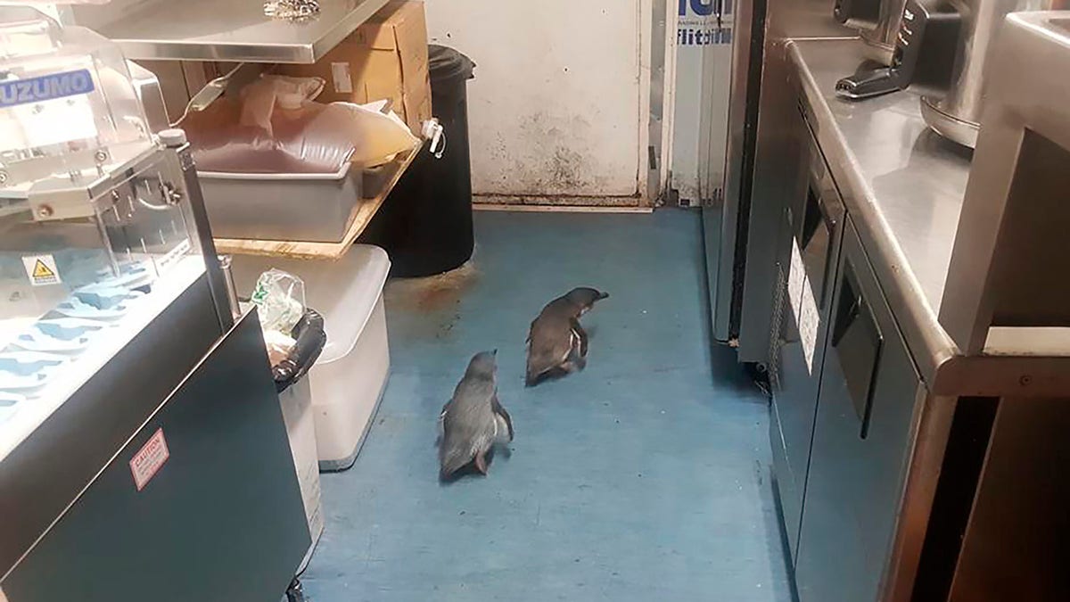 A pair of "vagrant" blue penguins have been forcibly removed after waddling into a New Zealand sushi shop and refusing to leave. (Shawnee Kim via AP)