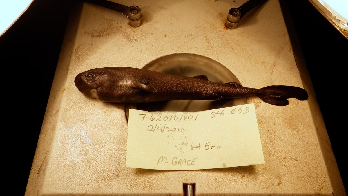 This image provided by National Oceanic Atmospheric Administration National Marine Fisheries Service Southeast Fisheries Science Center shows a 5.5-inch long rare pocket shark. A pocket-sized pocket shark found in the Gulf of Mexico has turned out to be a new species and one that squirts little glowing clouds into the ocean. (Mark Grace/National Oceanic Atmospheric Administration National Marine Fisheries Service Southeast Fisheries Science Center via AP, File)
