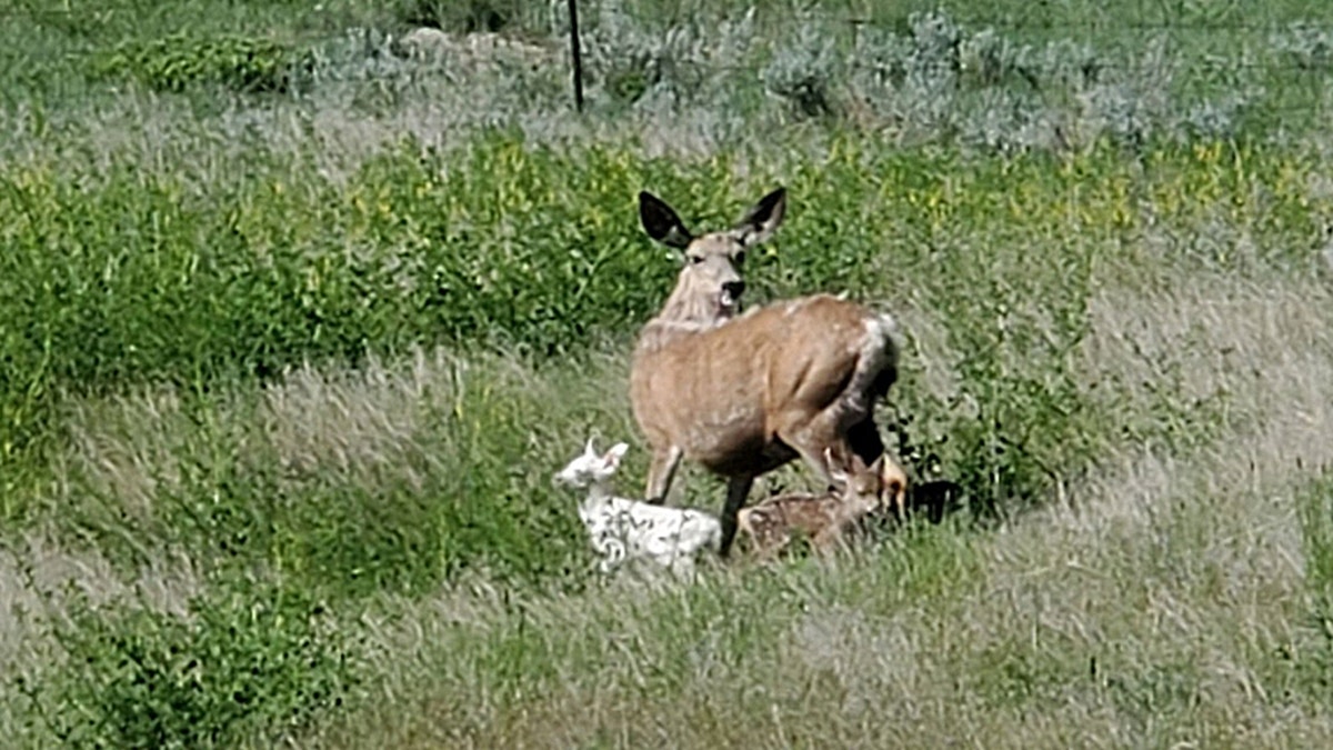 Montana Fish, Wildlife and Parks shared a picture on Facebook Wednesday of what appeared to be an albino newborn fawn just moments after its birth. 