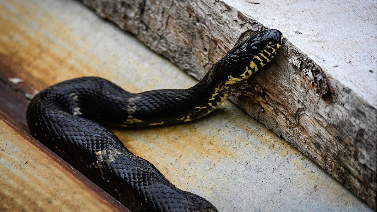 An Amur rat snake at the Sikhote-Alin Nature Reserve in Russian Far East.  (Getty Images)