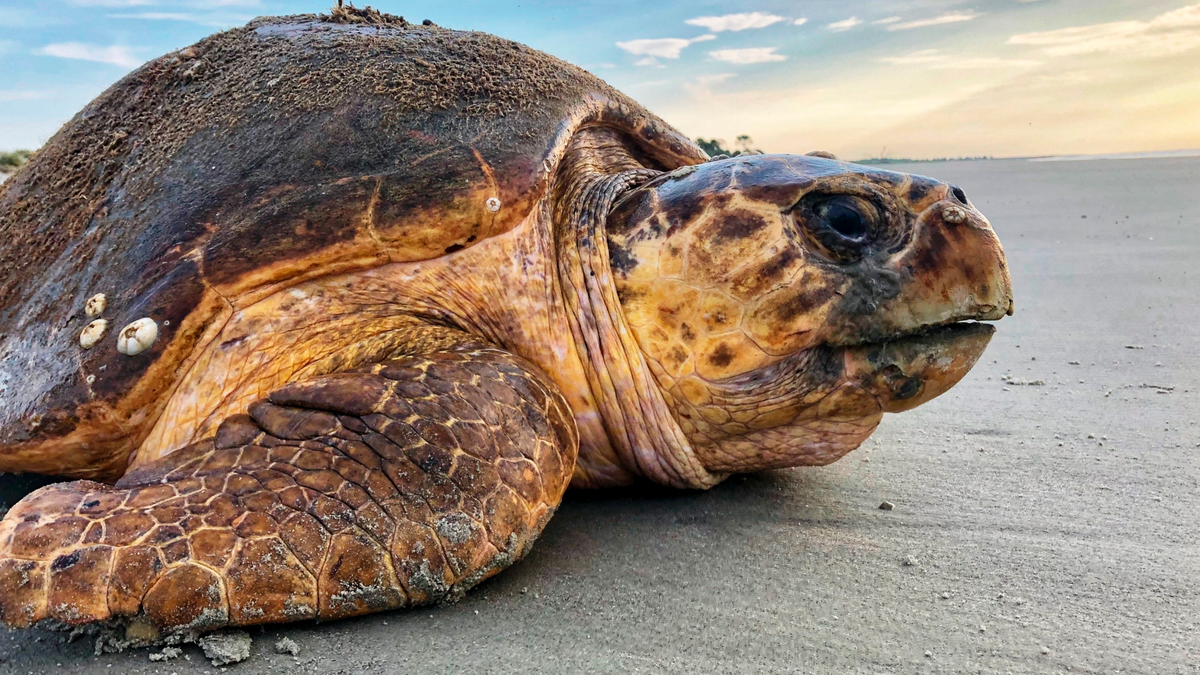 Sea turtle on a beach