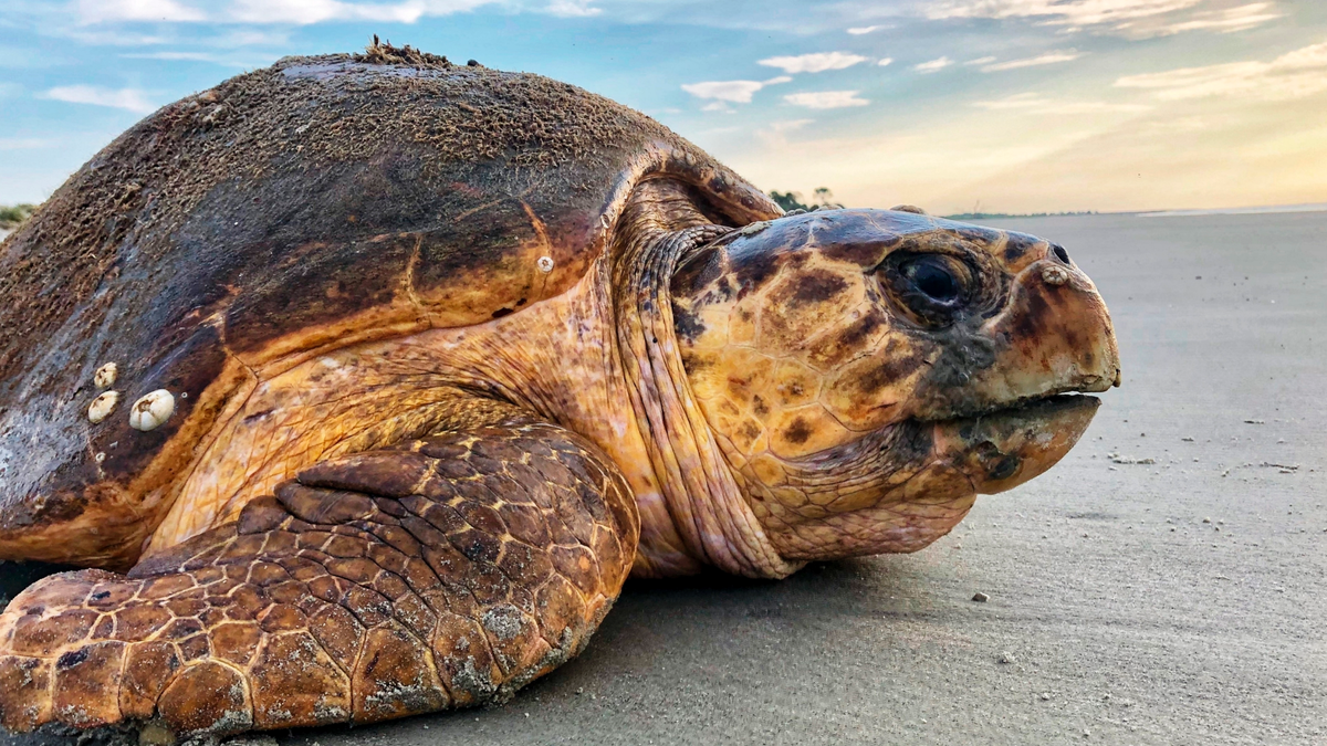 Sea turtle on a beach