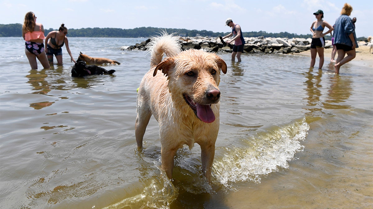Finnegan playing at the dog beach at Quiet Waters Park in Annapolis, Md., on Saturday. The National Weather Service said "a dangerous heat wave" was expected to break record highs in some places, particularly for nighttime. (AP Photo/Susan Walsh)