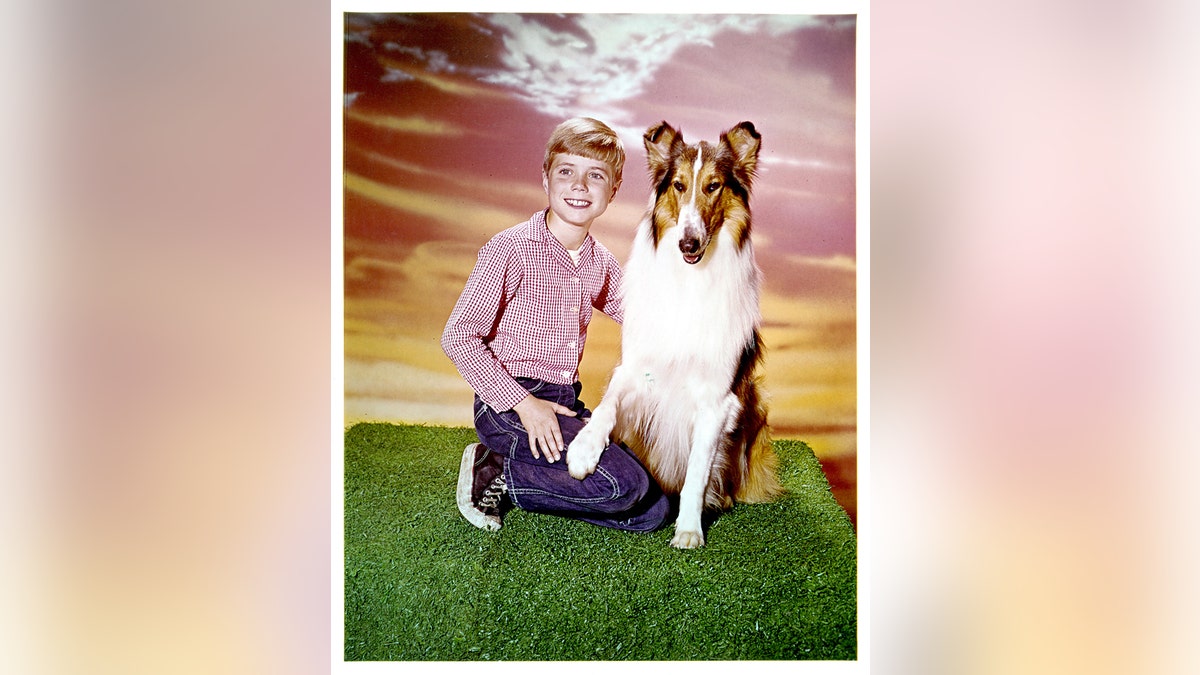 Jon Provost and Lassie in publicity portrait for the television series "Lassie," 1954. (Photo by CBS/Getty Images)
