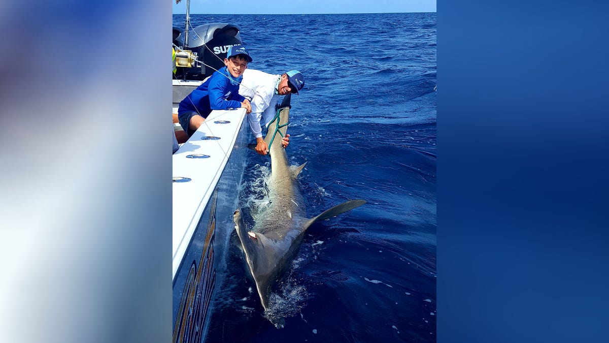 Hammerhead off west palm beach