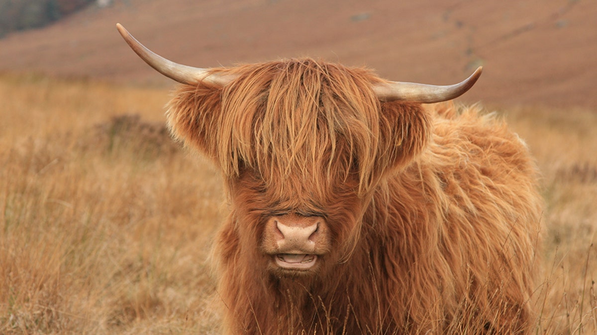 The case between the Allens and the Hargreaves involved a herd of Highland cattle.