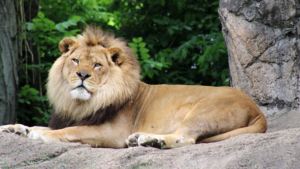 Razi was a 10-year-old African lion.