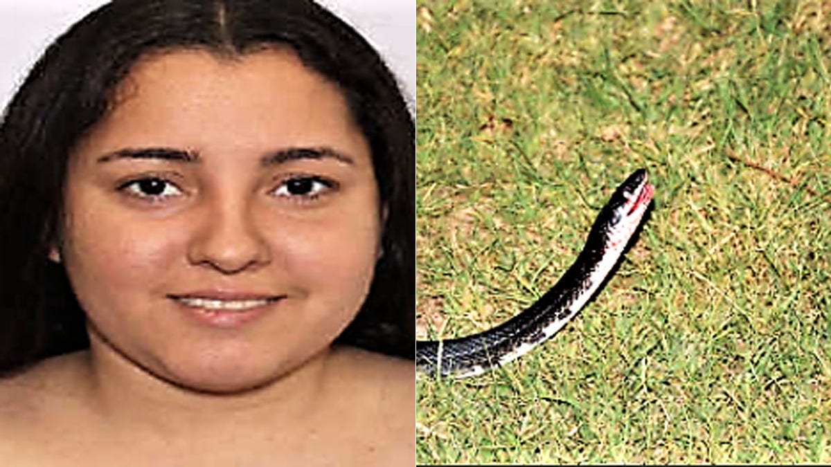 Hilmary Moreno-Berrios stole a vehicle after throwing a nonpoisonous snake at the driver, then crashed through barricades set up for a pole vaulting exhibition, according to police.