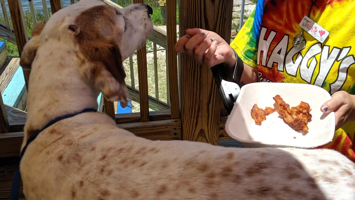 Wilson eating bacon