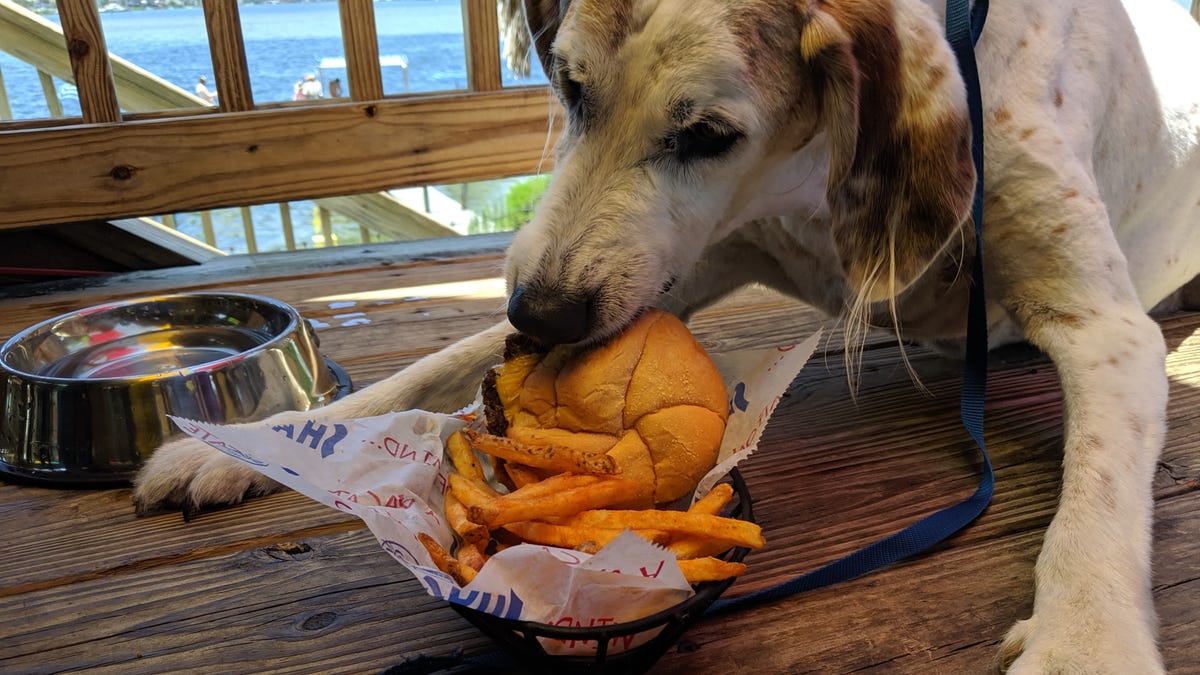 Wilson eating a hamburger