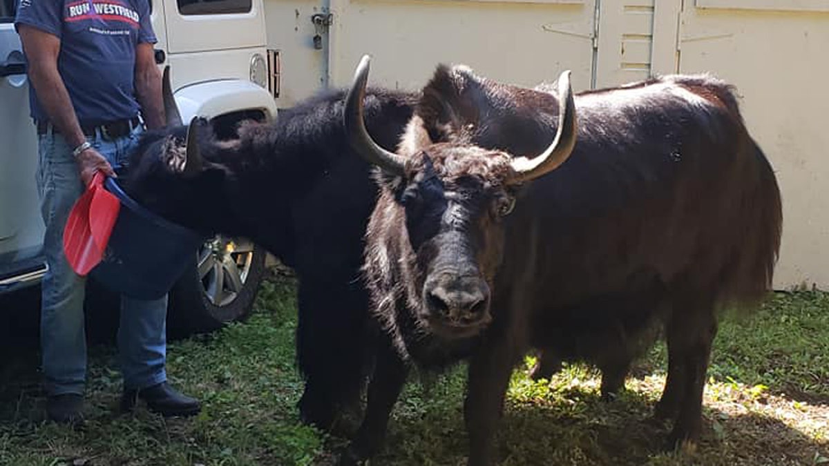 Three yaks appeared to escape captivity from a property in Westfield. Mass.