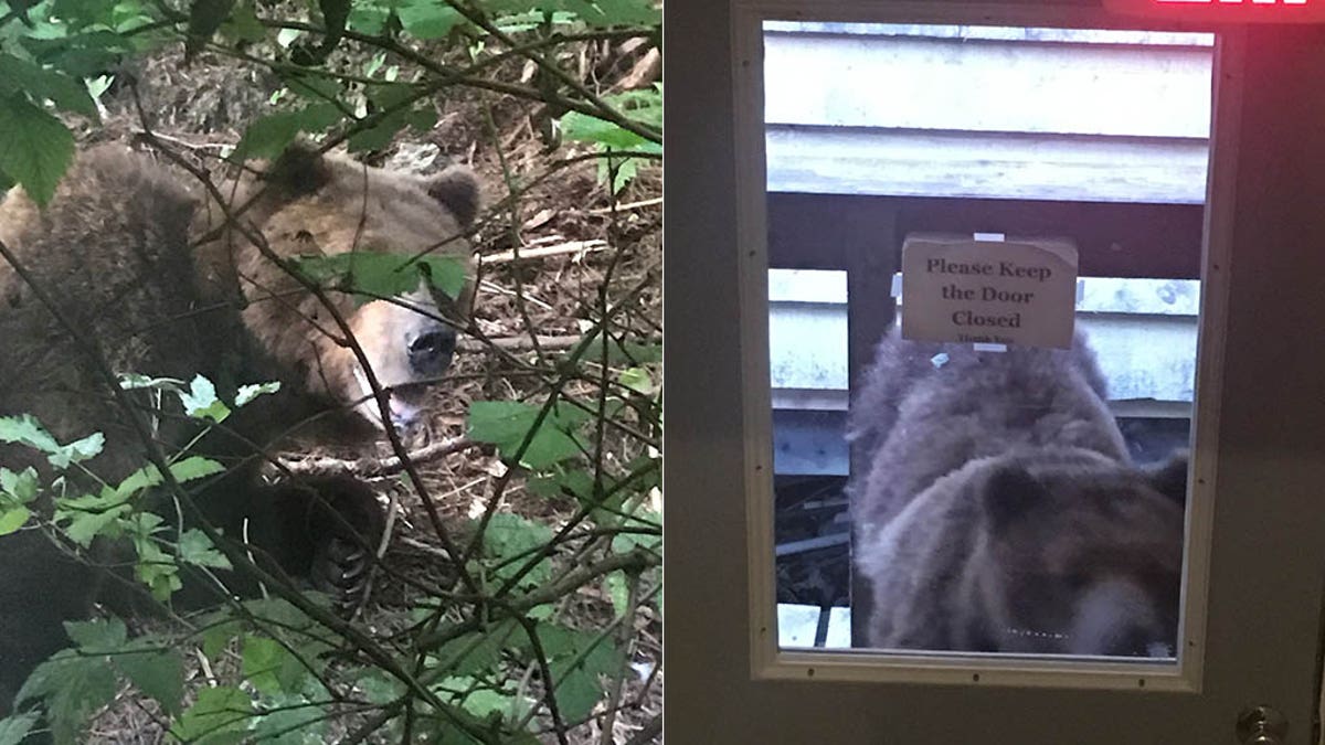 Pelican police determined that the bear's bold and unafraid behavior around humans posed a threat and needed to be put down, according to a report.