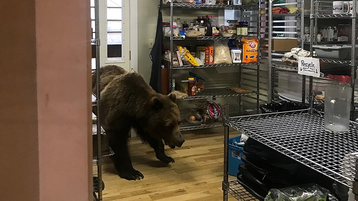 Daniels originally threw a salami at the bear, but thought better of his choice and lobbed dinner plates and the intruder.