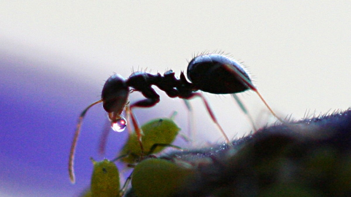 Image of an ant who received honeydew from aphid. (Credit: Dawidi, Johannesburg, South Africa)