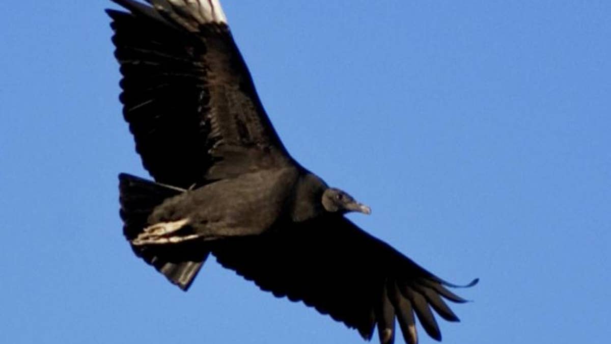Farmers in Kentucky say they've noticed an increasing number of black and turkey vultures terrorizing their livestock. 