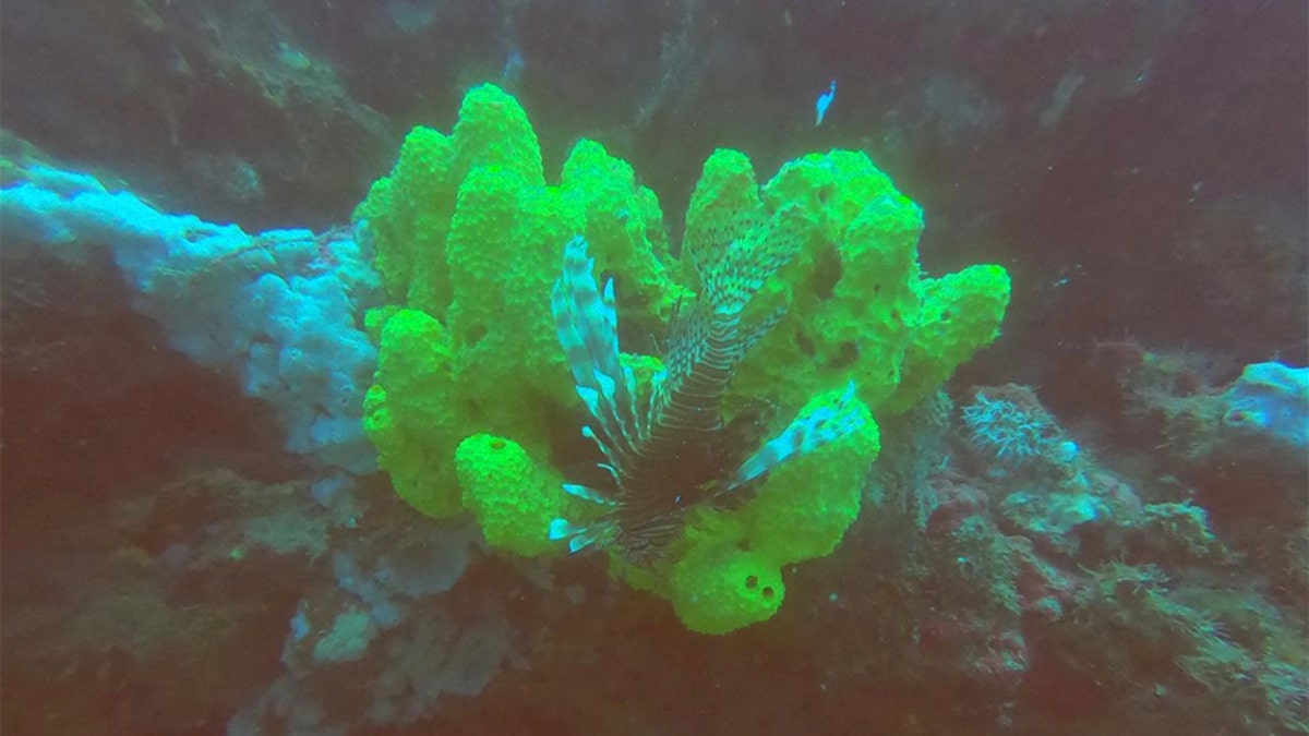A type of coral found in Los Gallos, another reef the team found. (Courtesy of Leonardo Ortiz Lozano)