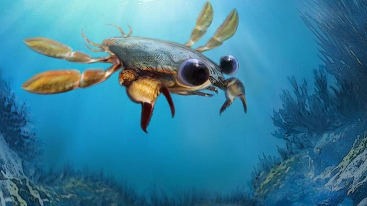 Life reconstruction of Callichimaera perplexa: The strangest crab that has ever lived. Credit: Oksana Vernygora, University of Alberta