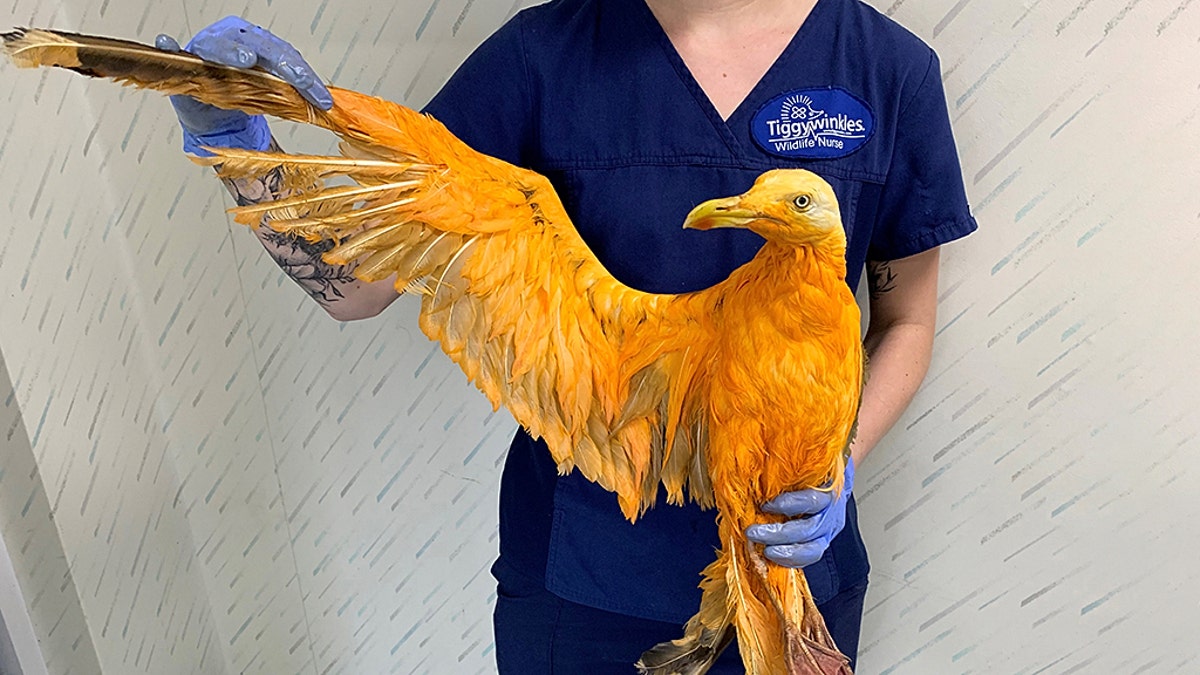 The unusual-looking bird was taken to a U.K. wildlife hospital.