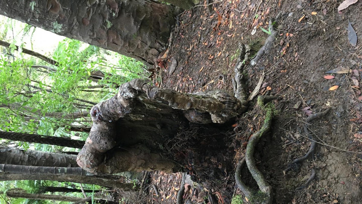 This image shows the Kauri tree stump in the study. (Credit: Sebastian Leuzinger / iScience)