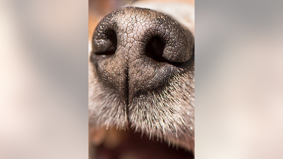 A woman harvested a potato from her spot in a community garden that looked just like her dog Dave (not pictured). (iStock)