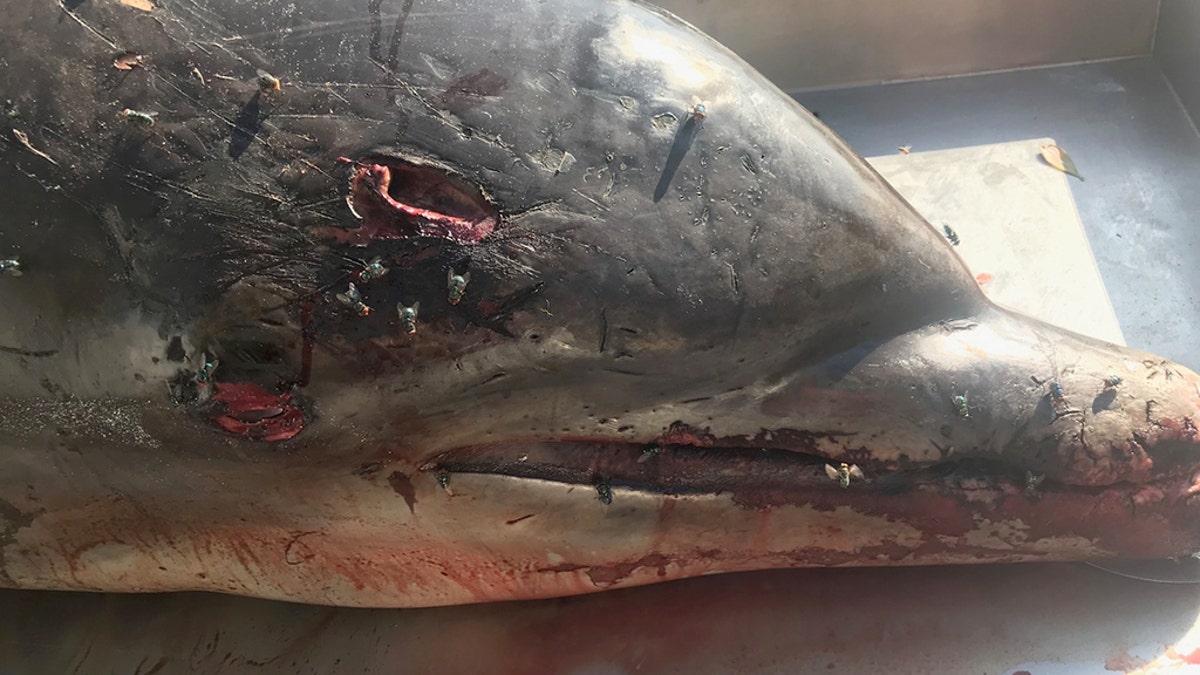 NOAA said this bottlenose dolphin was speared to death in May and washed up on shore on Upper Captiva Island in Florida. A reward has been posted for information in the case.