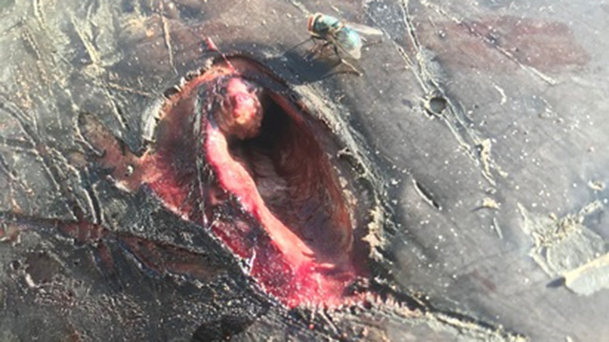 The National Oceanic and Atmospheric Administration said the dolphin was known to area biologists when he was alive. 