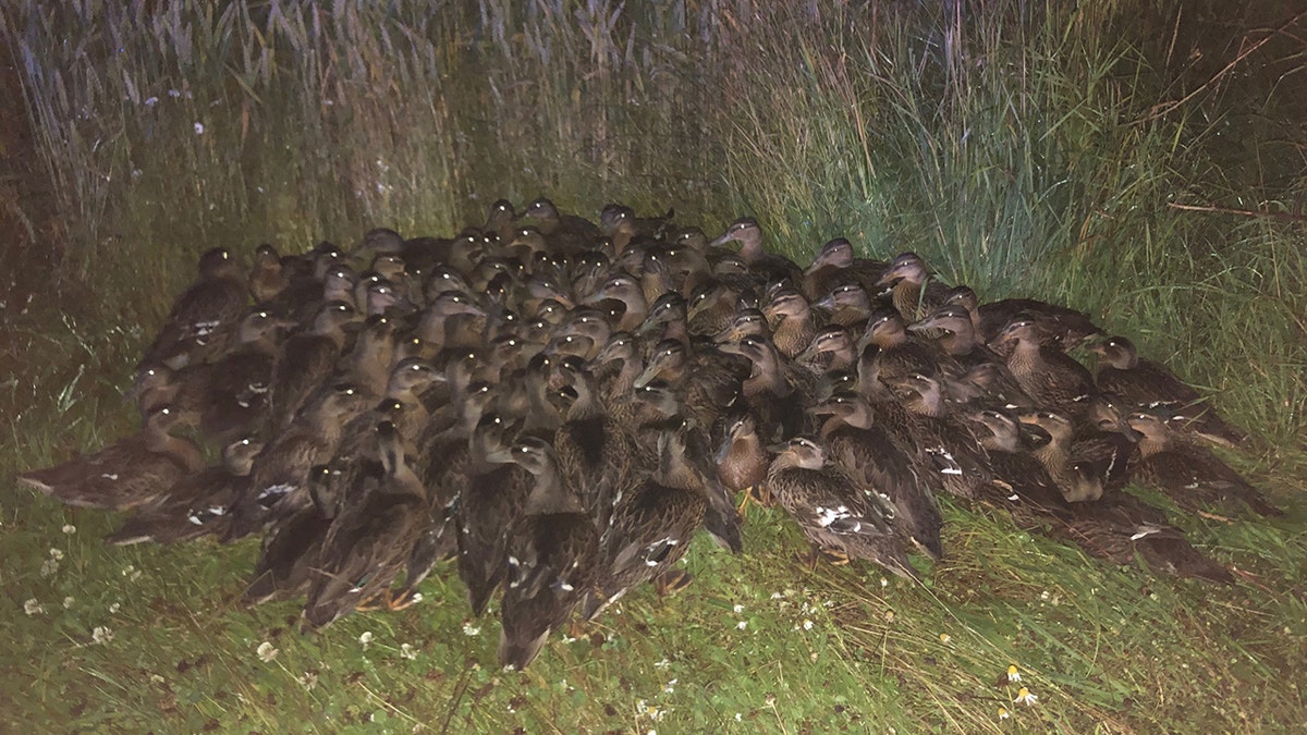 Scotland Police aren't sure how a large flock of ducklings wound up on the side of the road Saturday night. 