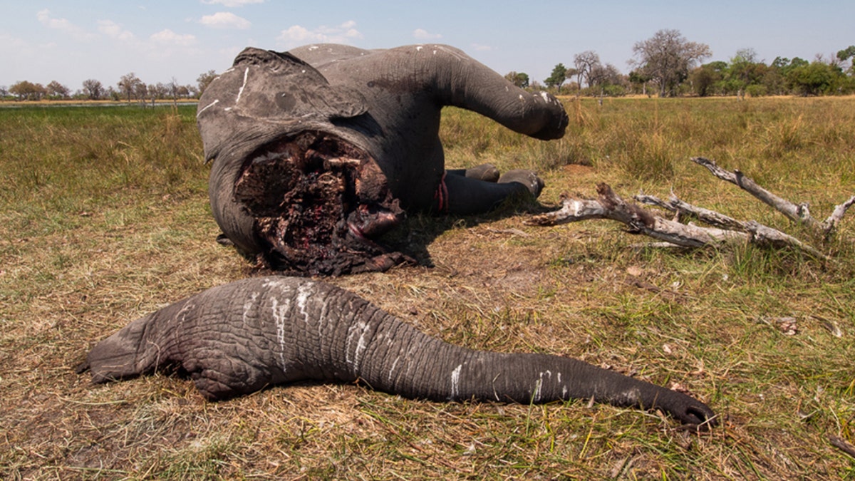 "Disconnection" was shot in Northern Botswana by award-winning documentary filmmaker Justin Sullivan. His different perspective on the barbaric death of this mighty animal puts the crisis sweeping Africa in a whole new light, especially with Botswana recently lifting a hunting ban on elephants. (Credit: Justin Sullivan/Magnus News Agency)