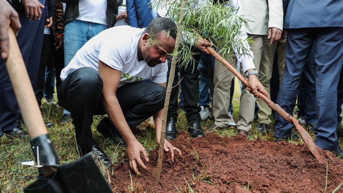 Ethiopia plants 350 million trees in 12 hours, officials | Fox News