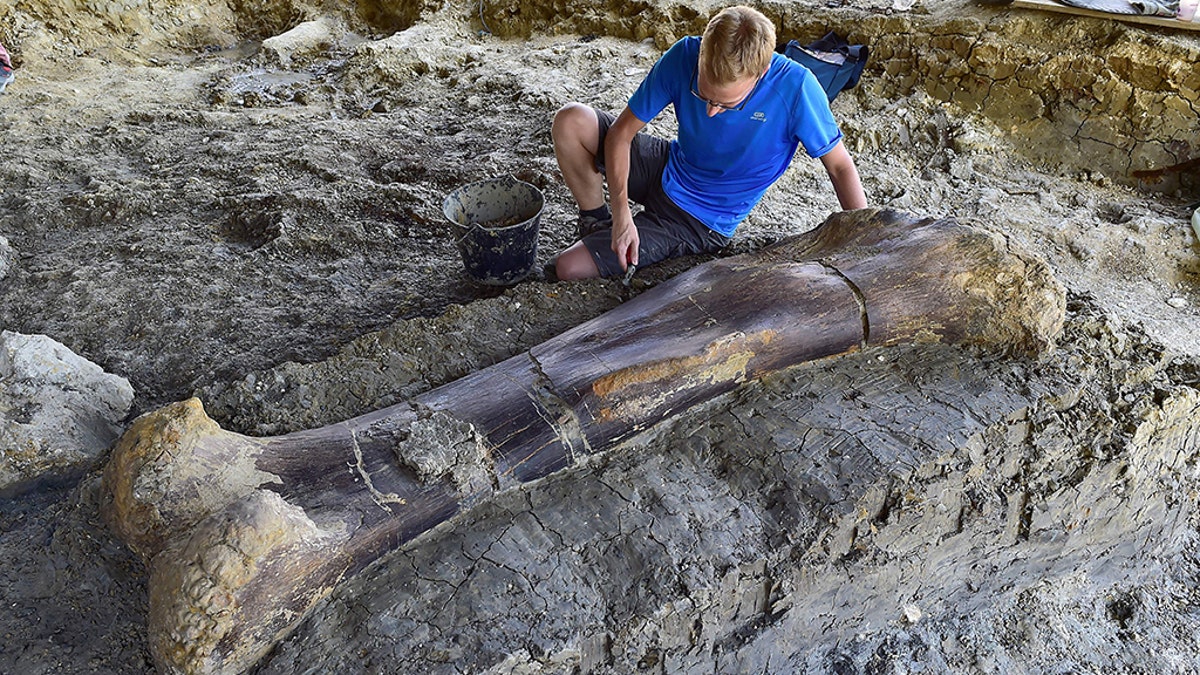 Maxime Lasseron, who is researching his doctorate at the National Museum of Natural History of Paris, inspects the femur of a Sauropod on July 24, 2019, after it was discovered earlier in the week during excavations at the palaeontological site of Angeac-Charente, near Châteauneuf-sur- Charente, south western France.  (Credit: GEORGES GOBET/AFP/Getty Images)